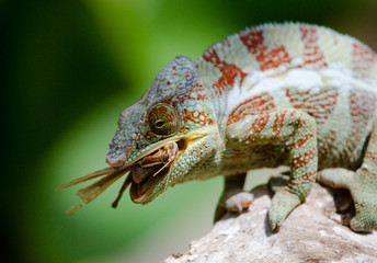 Chameleon eating insect. Close-up. Madagascar. An excellent illustration.