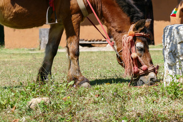 brown horse eating grass