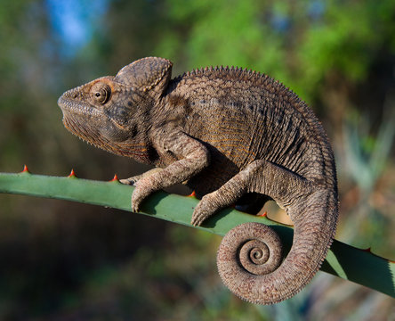Chameleon sitting on a branch. Madagascar. An excellent illustration. Close-up.