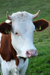 Naklejka na ściany i meble Cows eating grass at fields