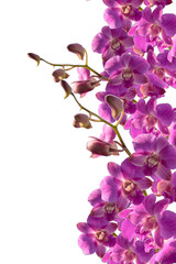 Fototapeta na wymiar Thailand purple orchid.
