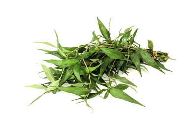leaves kesum or persicaria odorata on white background