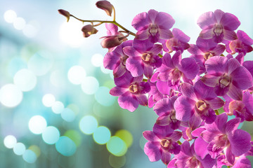 Thailand purple orchid.