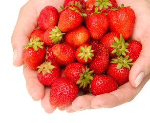 strawberries in a hands