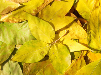 leaves