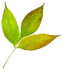 Obraz premium leaf