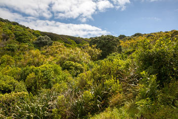 Fototapeta na wymiar Lush Vegetation - Tiritiri Matangi Island, New Zealand