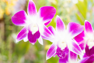 beautiful orchids