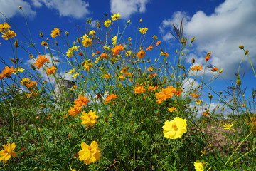 small yellow and orange flowers on bluesky