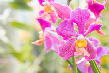 beautiful orchids