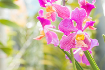 beautiful orchids