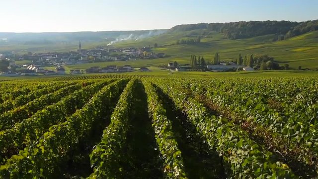 Champagne vineyards in the Cote des Bar area of the Aube department near Reims, Champagne-Ardennes, France, Europe