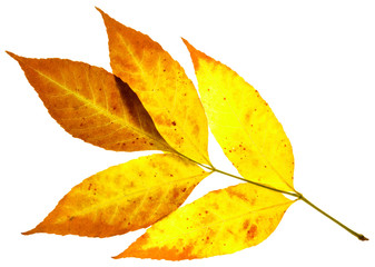 Obraz premium leaves