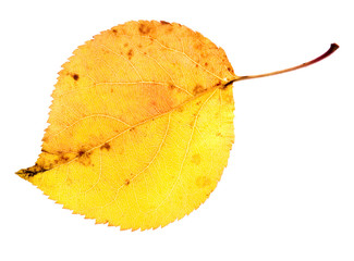 Naklejka premium leaf