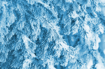 Winter natural background of fir branches in hoarfrost