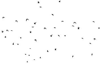 silhouette of a flock of birds on a white background