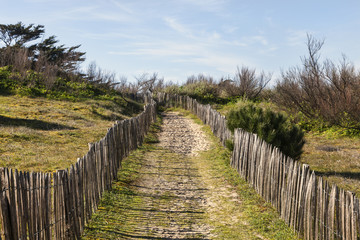 Fototapeta na wymiar Footpath on the Atlantic Dune in Brittany