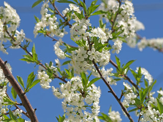 spring cherry flowers on the tree