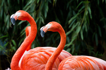 Pair of beautiful pink flamingos looking up