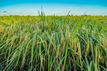 Rice field in Thailand