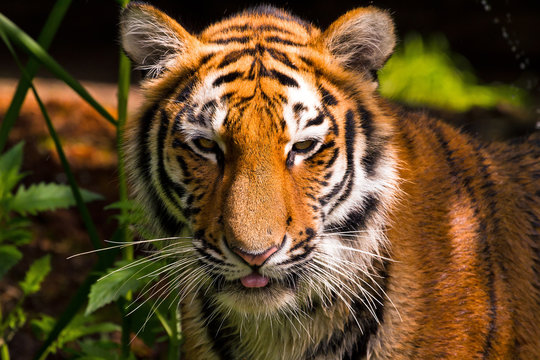 Amur tiger seen from the front