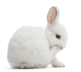 Naklejka premium Oops -rabbit closing its mouth isolated on white 