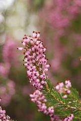 ramo fiorito di Erica multiflora