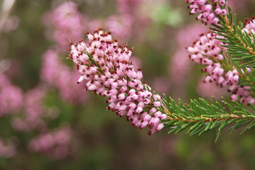 Ramo fiorito di Erica multiflora