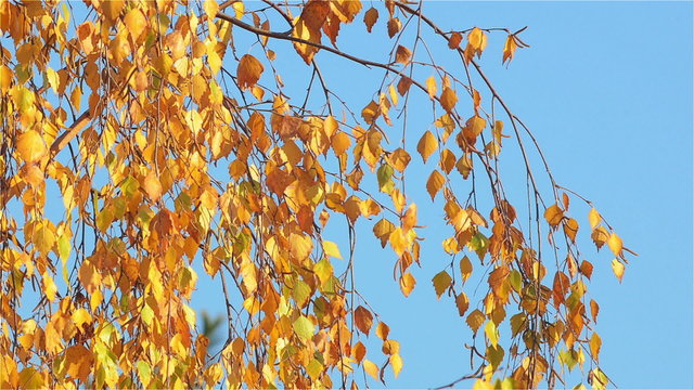 Yellow Birch Leaves Swaying in the Afternoon November Sun. In the Background is the Clear Blue Sky.
 