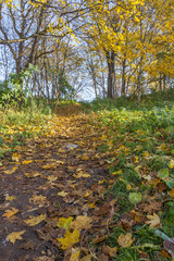 Alee In The Autumn Park