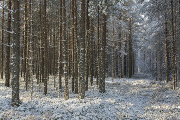 snow covered trees in the forest and forest path