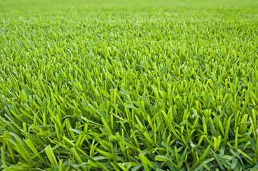 Background of a green grass