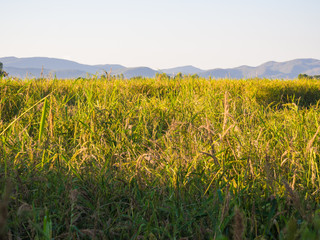 Beautifful rice fields with mountain background