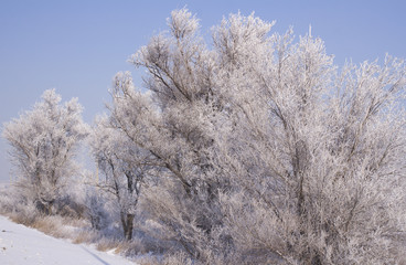 bare branches