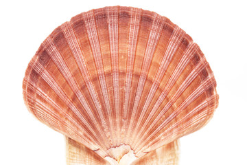 single seashell of mollusc isolated on white background