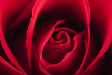 Red rose