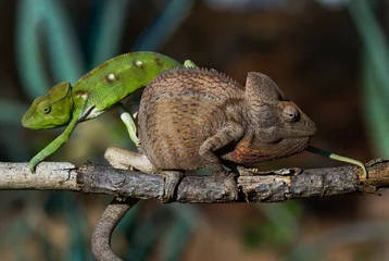 Photo sur Plexiglas Caméléon Two different colors of chameleon sitting on a branch. Madagascar. An excellent illustration.