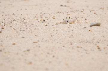 Coral sand on the beach in Thailand with crab and small stones
