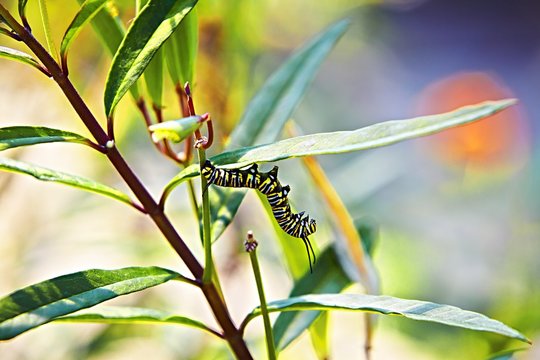 Yellow caterpillar in artistic position