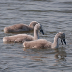 three fluffy swan chicks on a lake