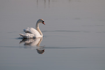 white swan looking back on the lake's surface