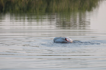 summer swan grooming herself on the lake's calm water