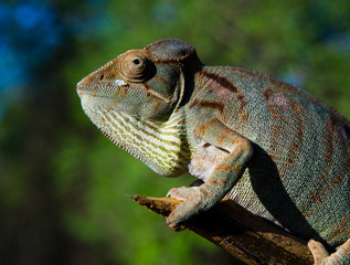 Chameleon sitting on a branch. Madagascar. An excellent illustration. Close-up.