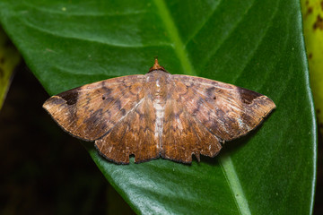 Moth on green leaf