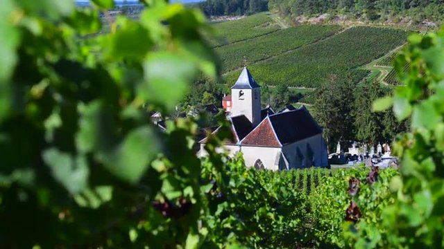 Champagne vineyards in the Cote des Bar area of the Aube department near to Viviers sur Artaut, Champagne-Ardennes, France, Europe