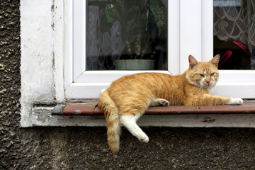 Kot wypoczywający na parapecie okna