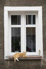 Kot wypoczywający na parapecie okna © marsad