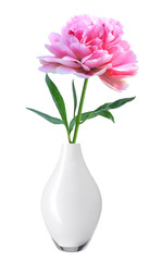 beautiful pink peony in white vase isolated on white background