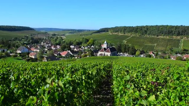 Champagne vineyards in the Cote des Bar area of the Aube department near to Viviers sur Artaut, Champagne-Ardennes, France, Europe