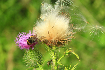 flower of Carduus with bumblebee